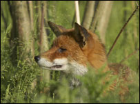 Fox