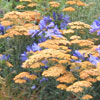 Yarrow