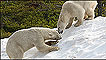 Polar World/Orsa Björnpark