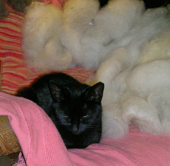 Minxie Gracie