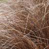 Carex comans