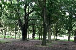 An Autumn forest