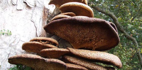 Dryad's saddle