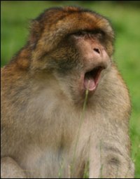 monkey