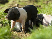 pigs