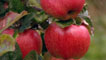 apples on a tree
