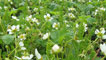 Strawberry plants