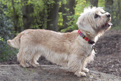 dandie3_247x165.jpg