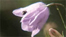 Insect on a flower