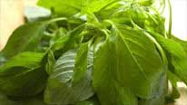 amaranth