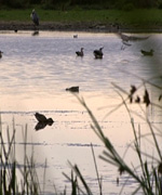 Rainham Marshes