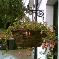 060904_basket.jpg