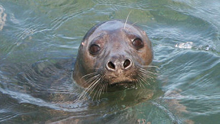 grey_seal.jpg