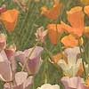 Eschscholzia californica