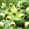 Mathiasella bupleuroides 'Green Dream'