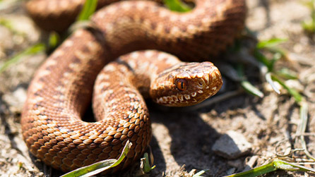 female adder basking in the sun by Matthew Fox