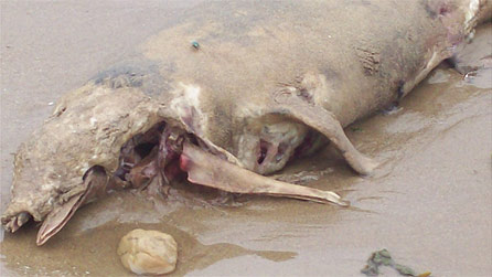 sowerby_whale1_gemma.jpg