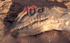 What really killed the dinosaurs?