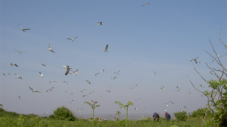 seagulls.jpg