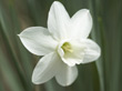 Daffodil