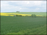 Green Field