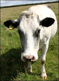 cow.jpg
