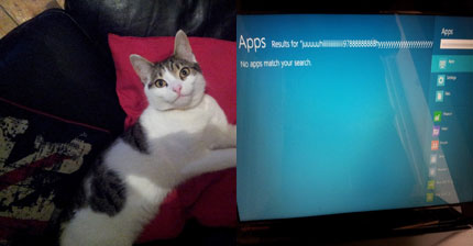 Gato y apps