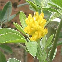 Cytisus