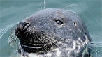 Grey Seal by Tony Llewellyn