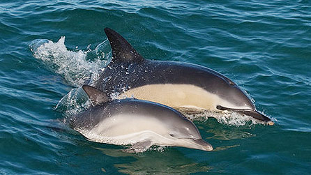 A common dolphin by Paul Hadgett.