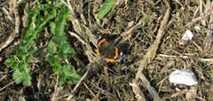 Red Admiral butterfly