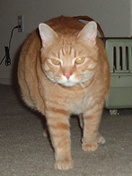 cat
