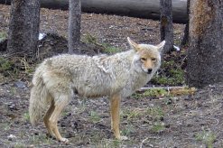A Grey Wolf