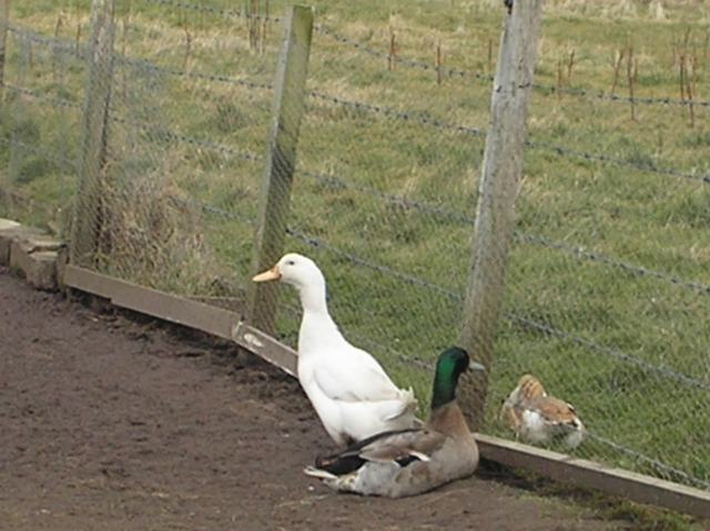 The nominated duck