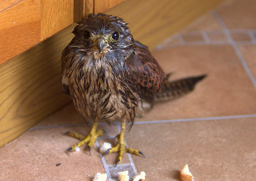 bedraggled