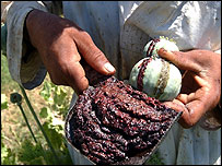 کوکنار
