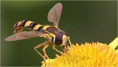 Hoverfly c/o Margaret Holland