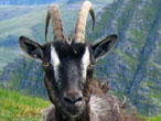 Mountain goat