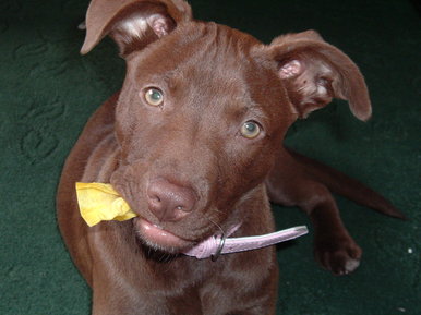 My dog