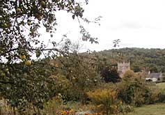 Steward Wood