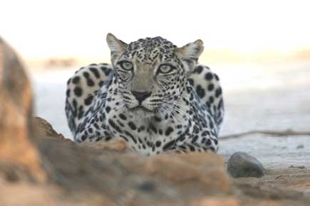 Arabianleopard_forweb.jpg