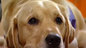 Assistance dog with Lorna