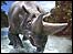 Virtual arsinoitherium