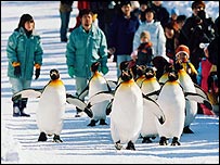 Penguenler
