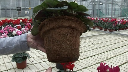 Green pots
