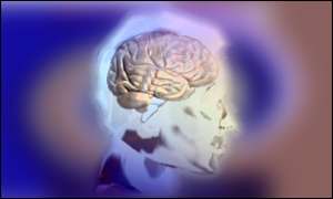 Brain