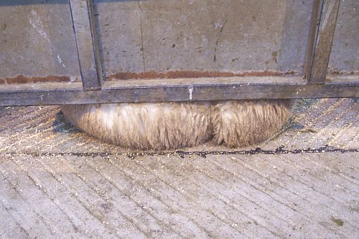 Cute bulge of wool