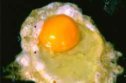 A fried egg