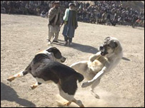 سگ جنگی