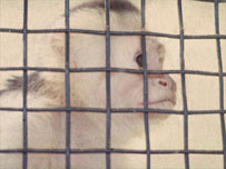 monkey